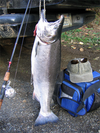 coho salmon